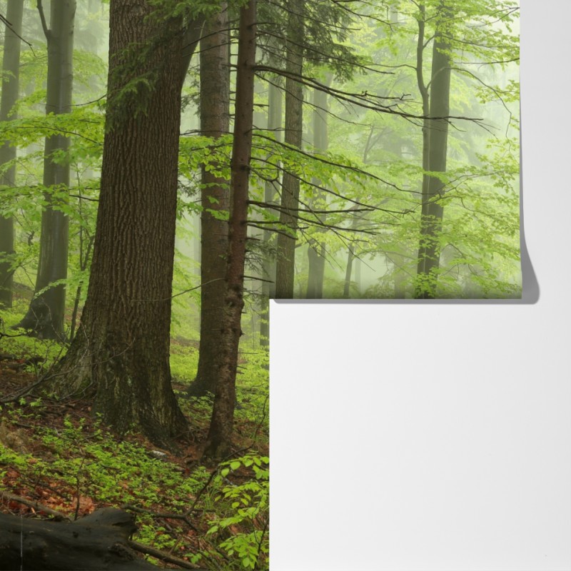 Fototapeta mglisty zielony leśny szlak – Wallissimo® Fototapeta mglisty zielony leśny szlak – Wallissimo®