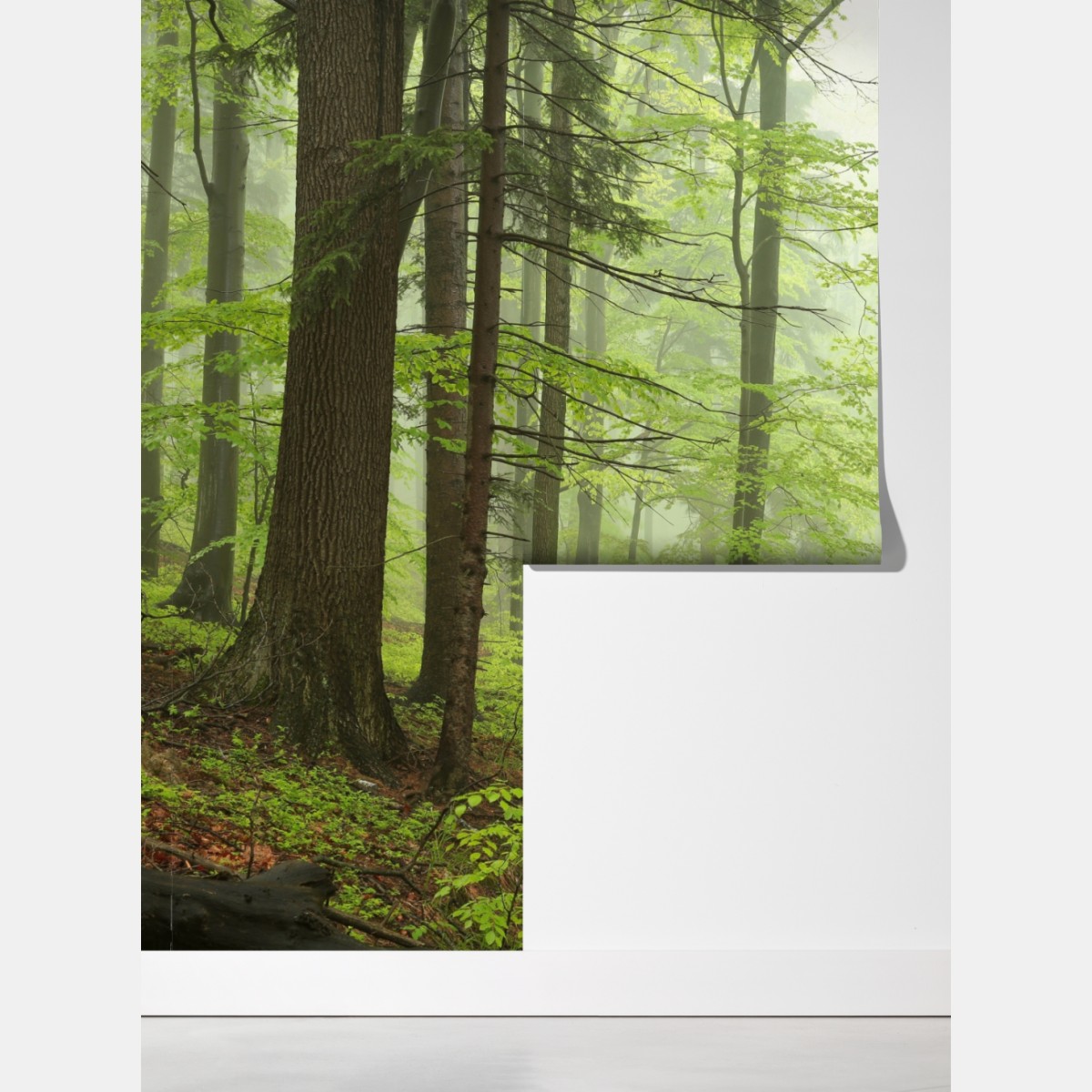 Fototapeta mglisty zielony leśny szlak – Wallissimo® Fototapeta mglisty zielony leśny szlak – Wallissimo®