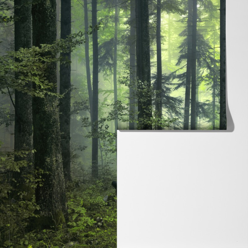 Fototapeta tajemniczy zielony wiosenny las – Wallissimo® Fototapeta tajemniczy zielony wiosenny las – Wallissimo®