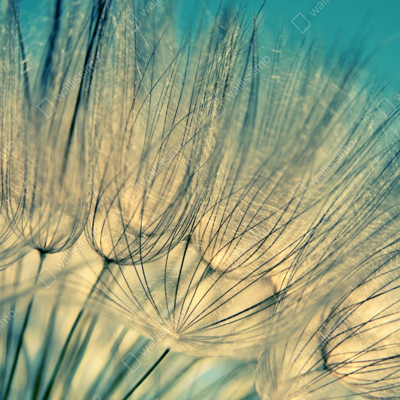 Fototapeta delikatne zbliżenie mlecza w miękkim niebieskim – Wallissimo® Fototapeta delikatne zbliżenie mlecza w miękkim niebieskim – Wallissimo®