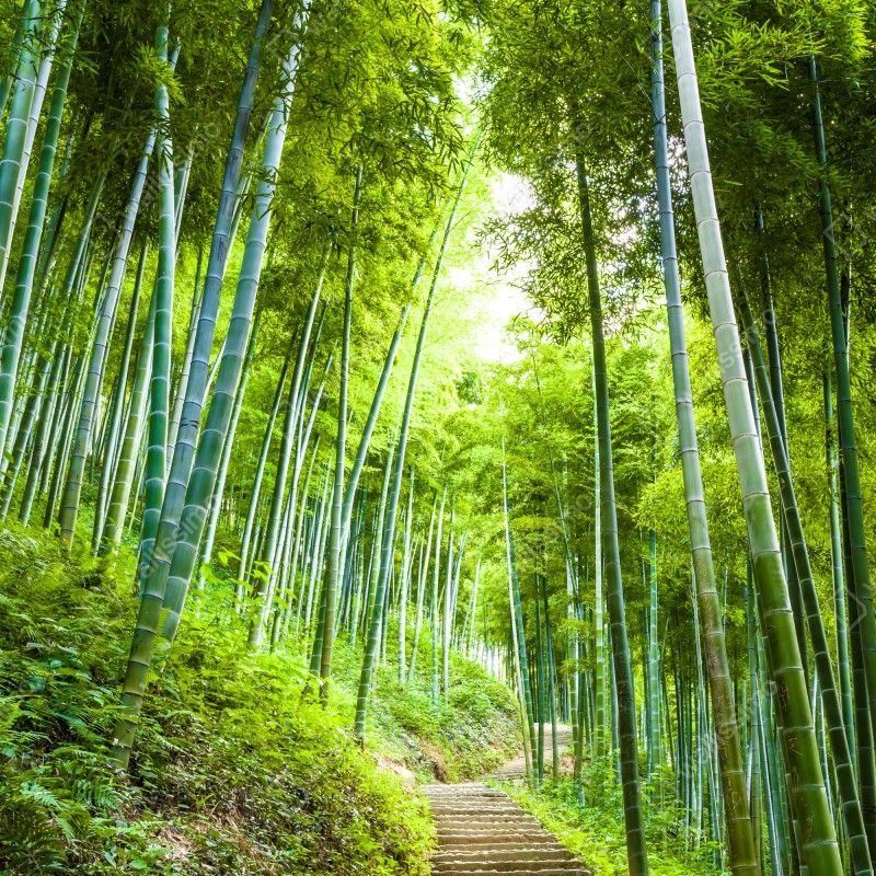 Fototapeta spokojna ścieżka w bambusowym lesie – Wallissimo® Fototapeta spokojna ścieżka w bambusowym lesie – Wallissimo®