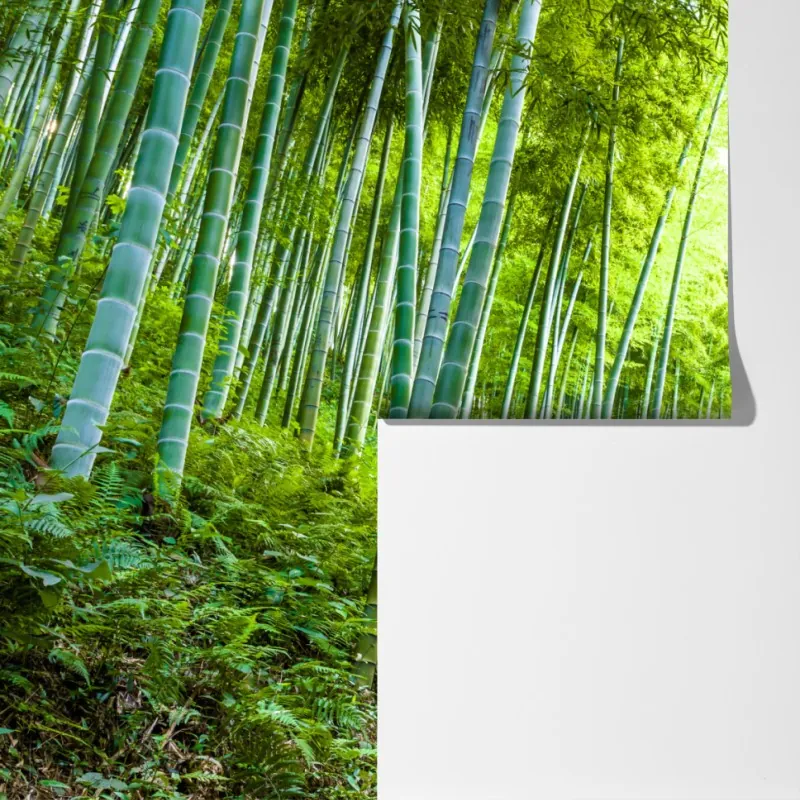 Fototapeta spokojna ścieżka w bambusowym lesie – Wallissimo® Fototapeta spokojna ścieżka w bambusowym lesie – Wallissimo®