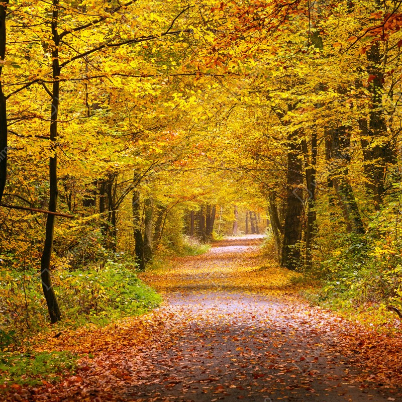 Fototapeta złota jesienna ścieżka w lesie – Wallissimo® Fototapeta złota jesienna ścieżka w lesie – Wallissimo®