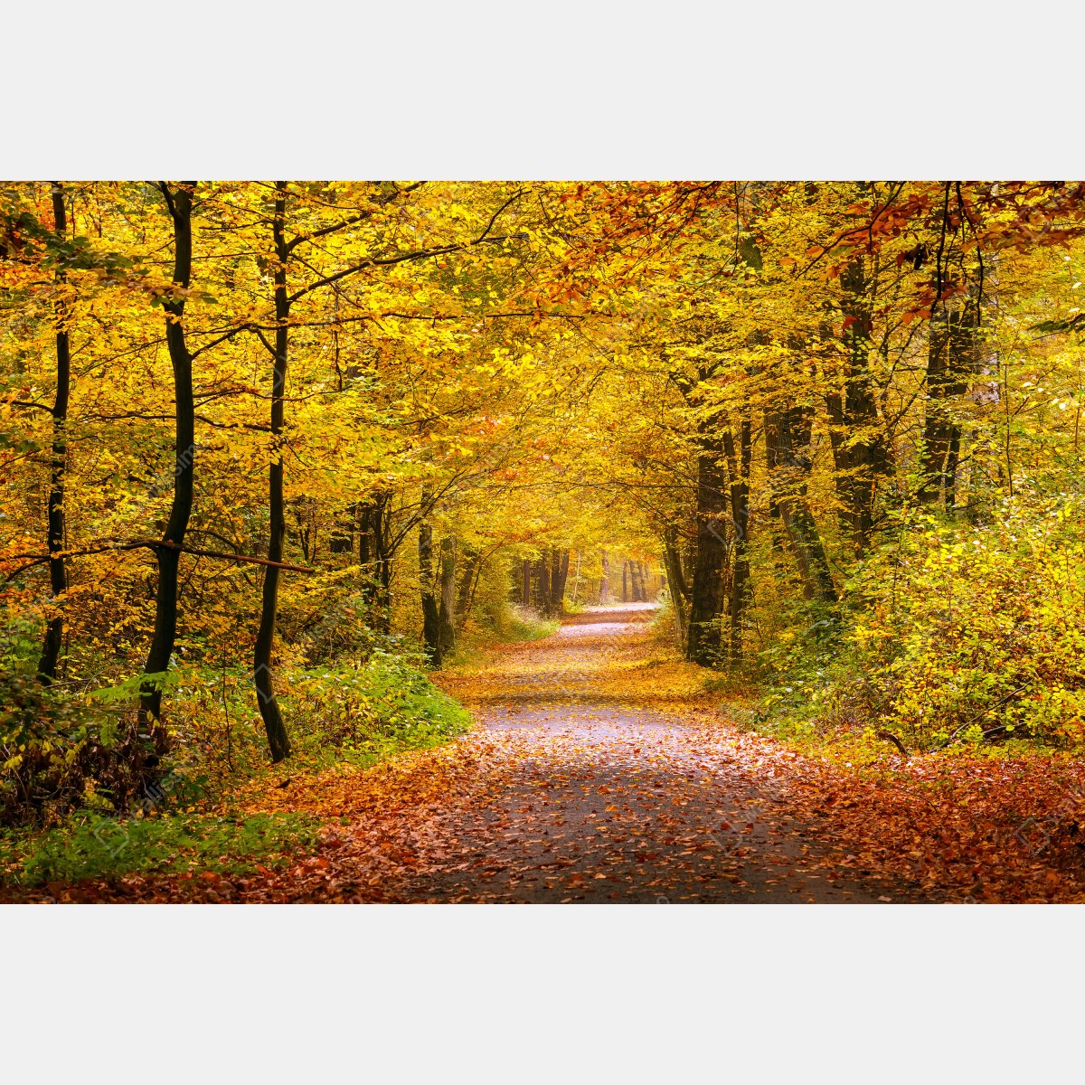 Fototapeta złota jesienna ścieżka w lesie – Wallissimo® Fototapeta złota jesienna ścieżka w lesie – Wallissimo®