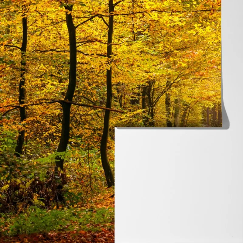 Fototapeta złota jesienna ścieżka w lesie – Wallissimo® Fototapeta złota jesienna ścieżka w lesie – Wallissimo®