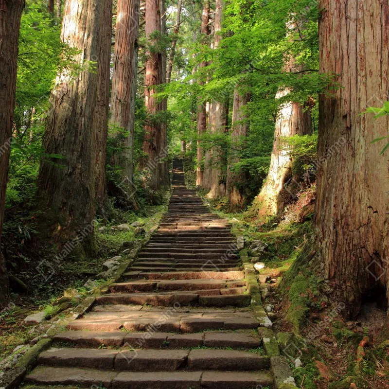 Fototapeta kamienne schody w starym lesie – Wallissimo® Fototapeta kamienne schody w starym lesie – Wallissimo®