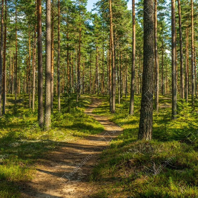 Fototapeta słoneczna ścieżka w lesie sosnowym – Wallissimo® Fototapeta słoneczna ścieżka w lesie sosnowym – Wallissimo®