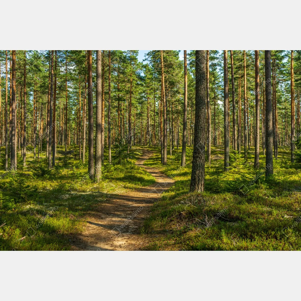 Fototapeta słoneczna ścieżka w lesie sosnowym – Wallissimo® Fototapeta słoneczna ścieżka w lesie sosnowym – Wallissimo®