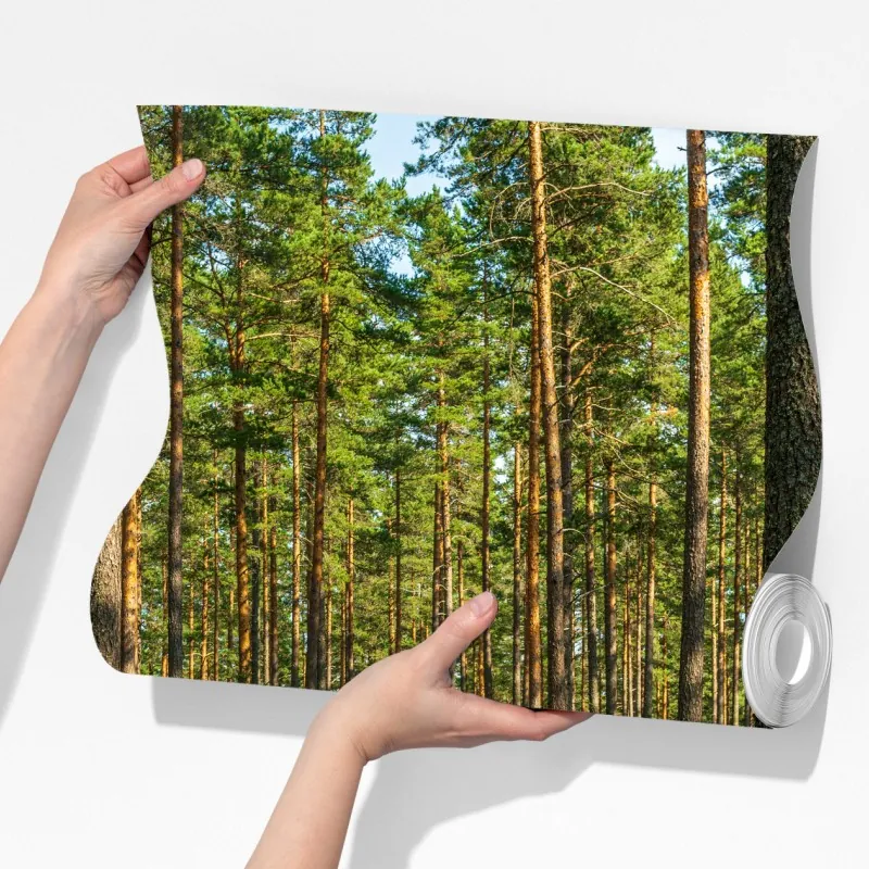 Fototapeta słoneczna ścieżka w lesie sosnowym – Wallissimo® Fototapeta słoneczna ścieżka w lesie sosnowym – Wallissimo®