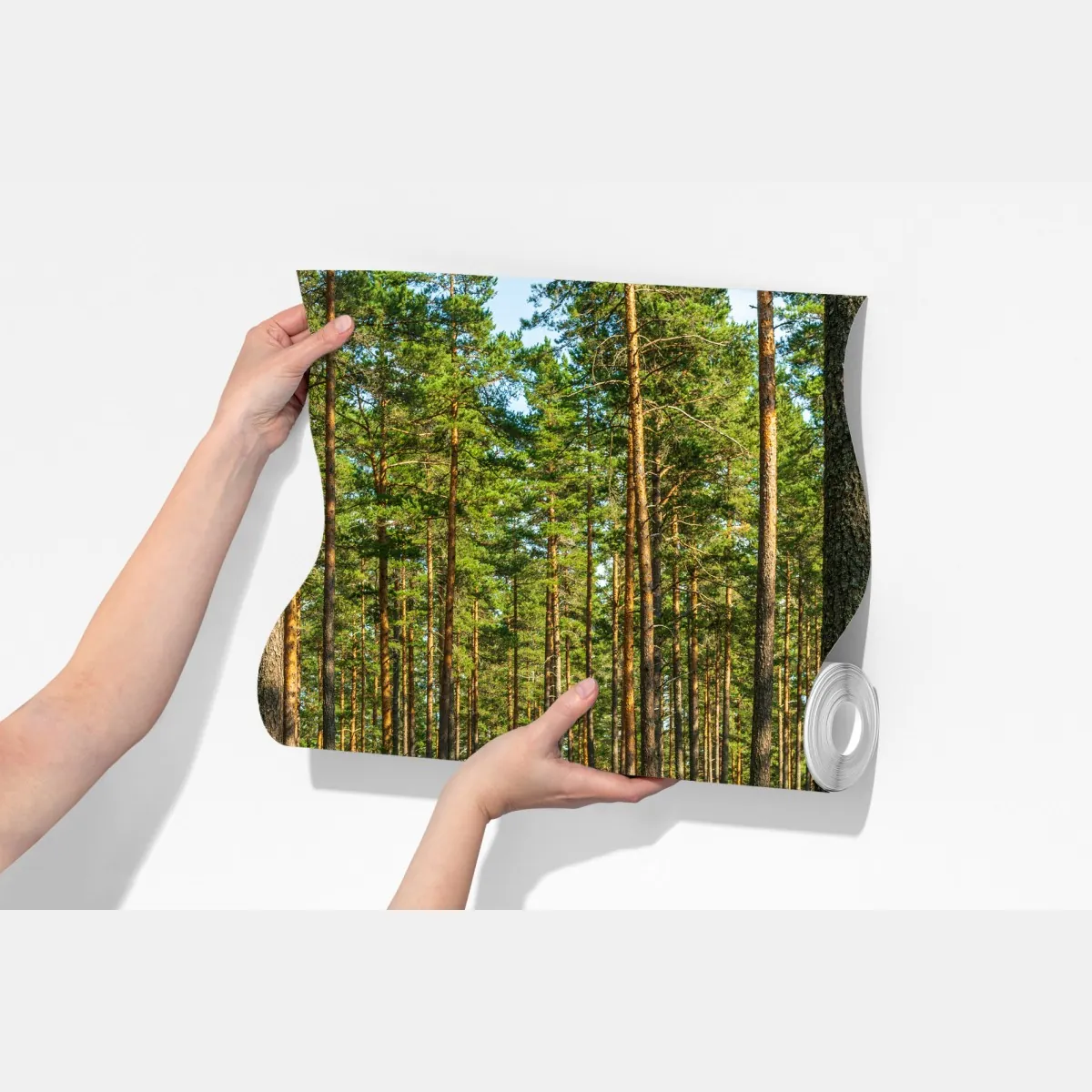 Fototapeta słoneczna ścieżka w lesie sosnowym – Wallissimo® Fototapeta słoneczna ścieżka w lesie sosnowym – Wallissimo®