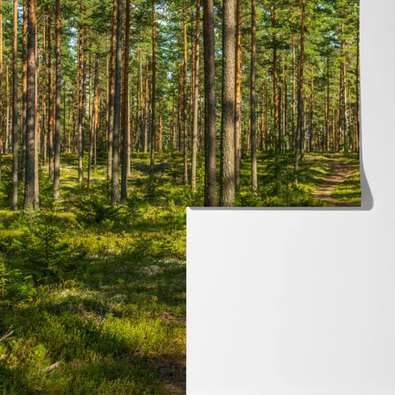 Fototapeta słoneczna ścieżka w lesie sosnowym – Wallissimo® Fototapeta słoneczna ścieżka w lesie sosnowym – Wallissimo®
