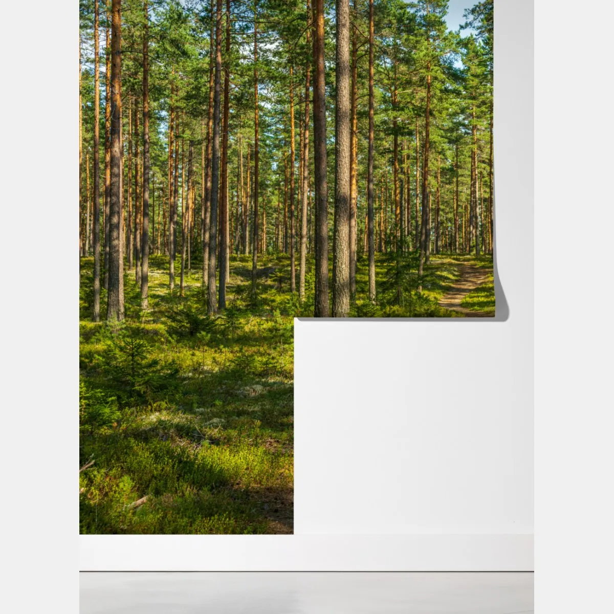 Fototapeta słoneczna ścieżka w lesie sosnowym – Wallissimo® Fototapeta słoneczna ścieżka w lesie sosnowym – Wallissimo®