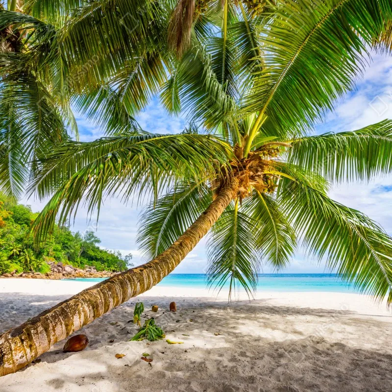 Fototapeta tropikalna palma na białej plaży – Wallissimo® Fototapeta tropikalna palma na białej plaży – Wallissimo®