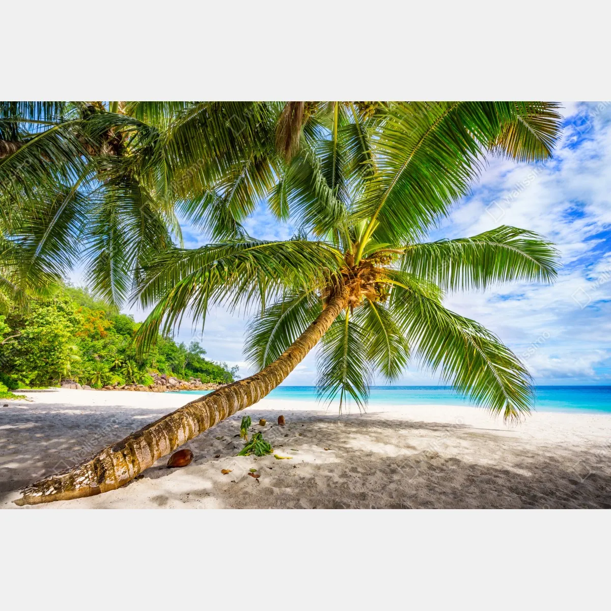 Fototapeta tropikalna palma na białej plaży – Wallissimo® Fototapeta tropikalna palma na białej plaży – Wallissimo®