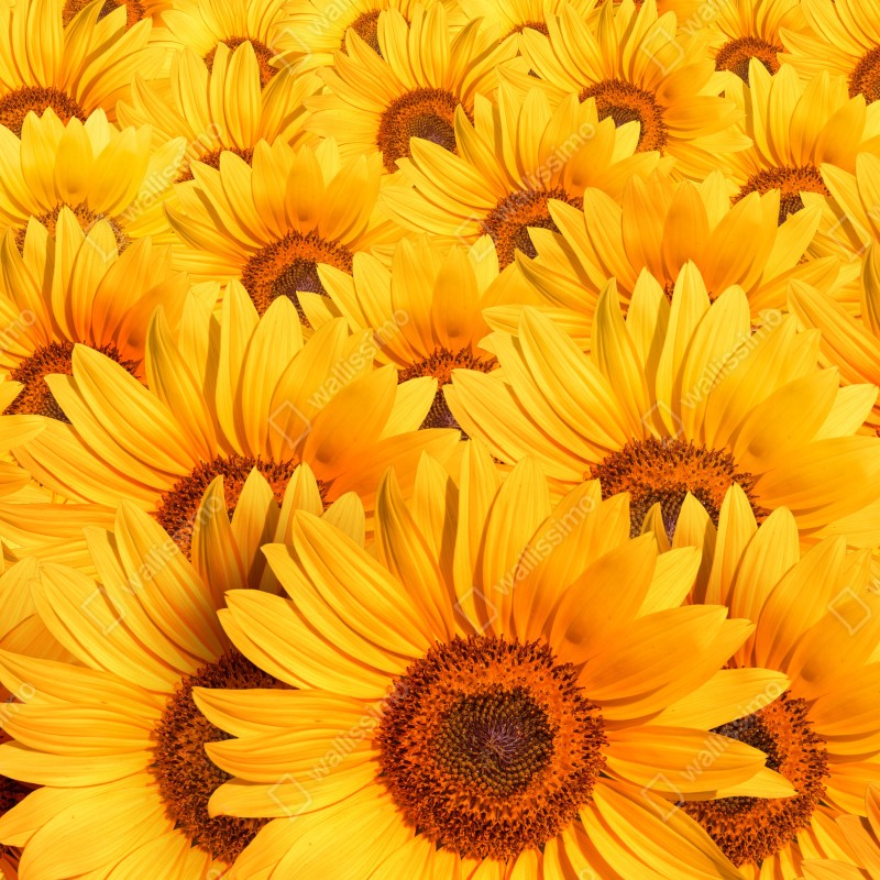 Fototapeta złote pole słoneczników – Wallissimo® Fototapeta złote pole słoneczników – Wallissimo®