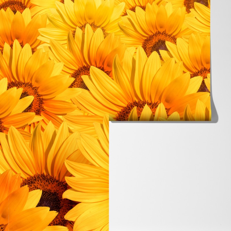 Fototapeta złote pole słoneczników – Wallissimo® Fototapeta złote pole słoneczników – Wallissimo®