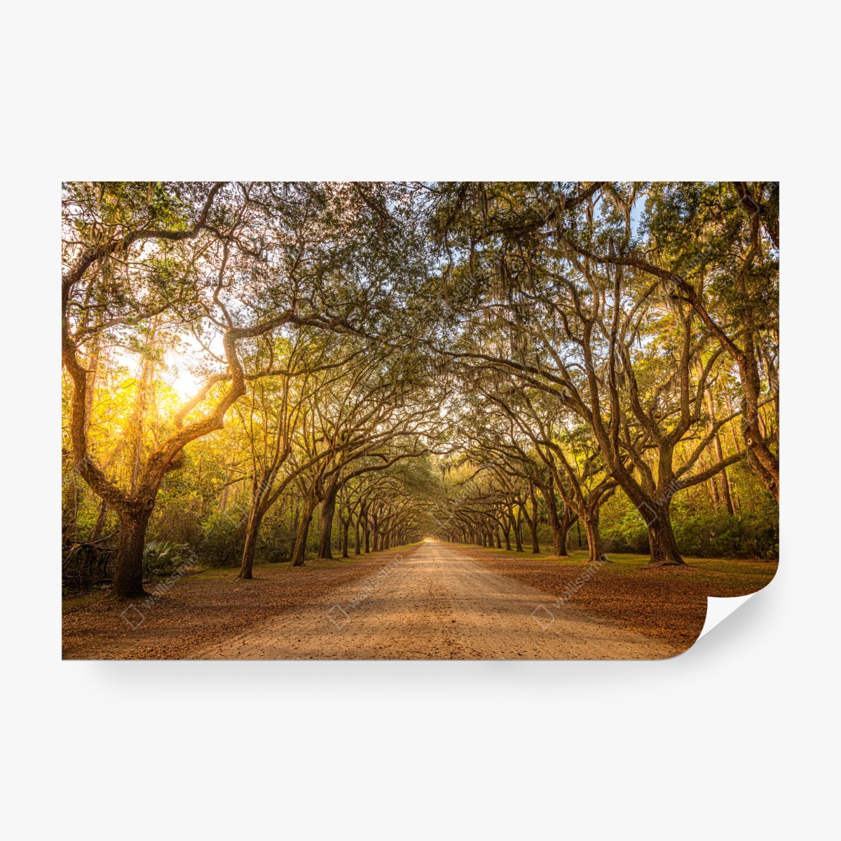 Fototapeta słoneczna aleja starych dębów przy Savannah – Wallissimo® Fototapeta słoneczna aleja starych dębów przy Savannah – Wallissimo®