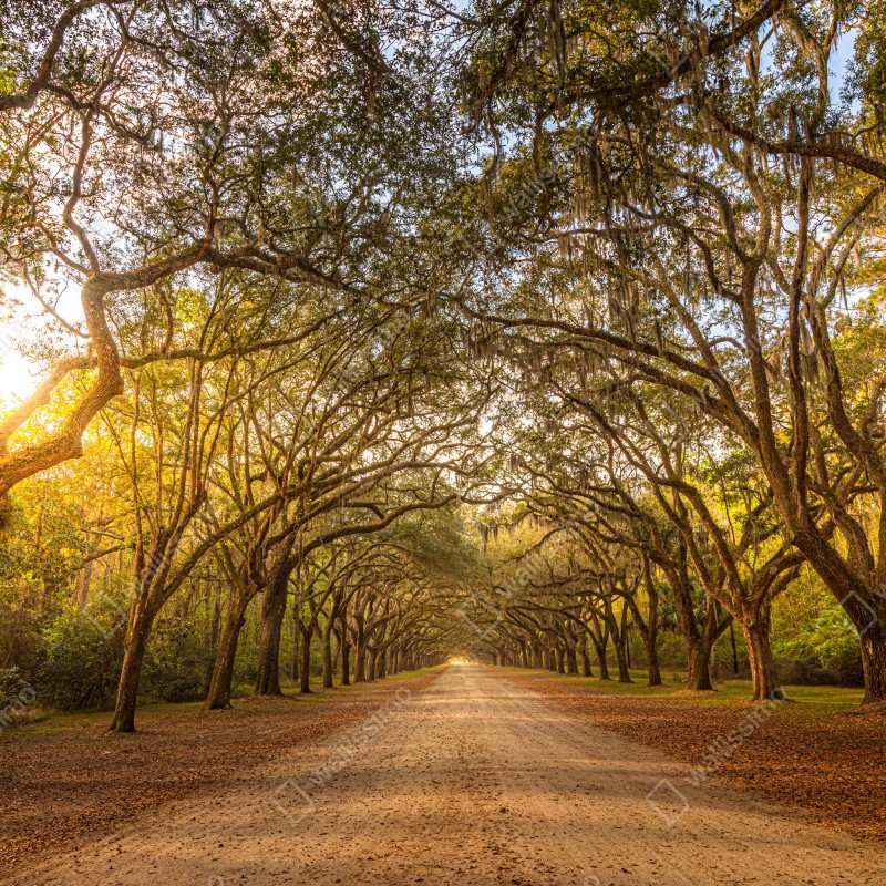 Fototapeta słoneczna aleja starych dębów przy Savannah – Wallissimo® Fototapeta słoneczna aleja starych dębów przy Savannah – Wallissimo®