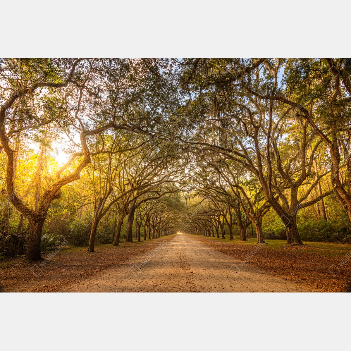 Fototapeta słoneczna aleja starych dębów przy Savannah – Wallissimo® Fototapeta słoneczna aleja starych dębów przy Savannah – Wallissimo®