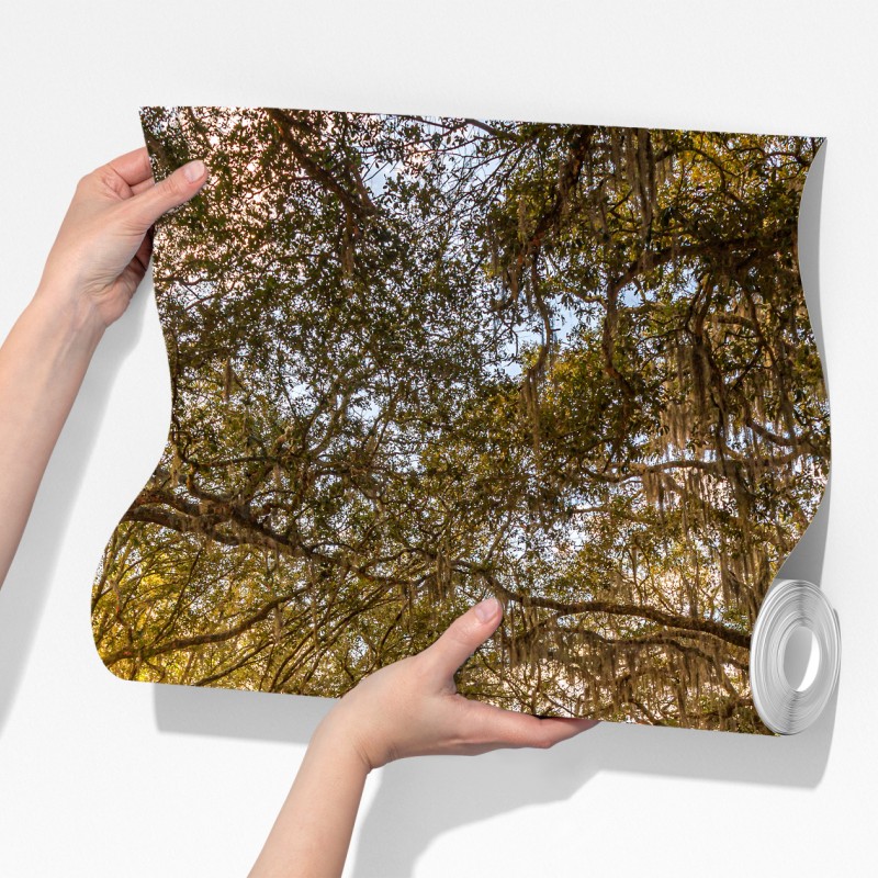 Fototapeta słoneczna aleja starych dębów przy Savannah – Wallissimo® Fototapeta słoneczna aleja starych dębów przy Savannah – Wallissimo®