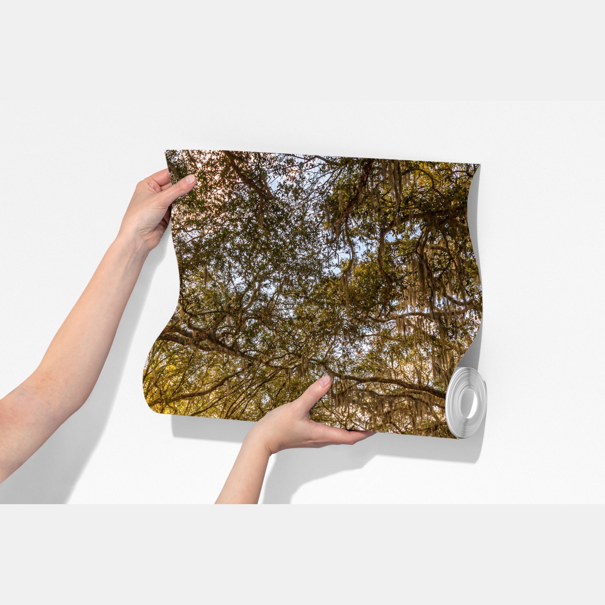 Fototapeta słoneczna aleja starych dębów przy Savannah – Wallissimo® Fototapeta słoneczna aleja starych dębów przy Savannah – Wallissimo®