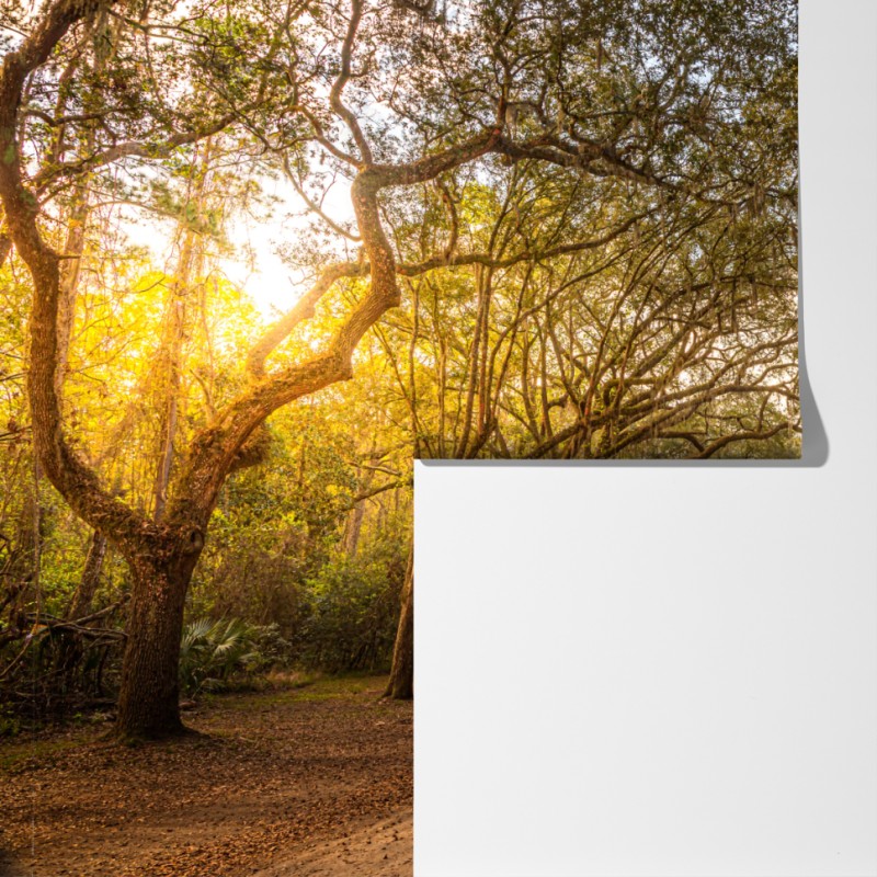 Fototapeta słoneczna aleja starych dębów przy Savannah – Wallissimo® Fototapeta słoneczna aleja starych dębów przy Savannah – Wallissimo®