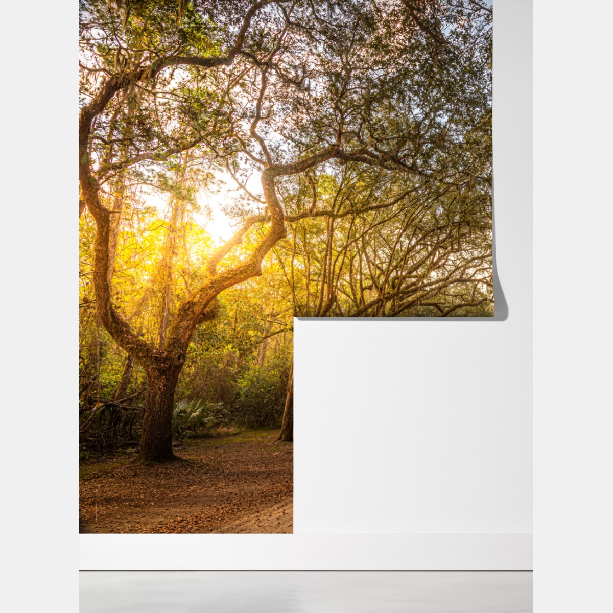 Fototapeta słoneczna aleja starych dębów przy Savannah – Wallissimo® Fototapeta słoneczna aleja starych dębów przy Savannah – Wallissimo®