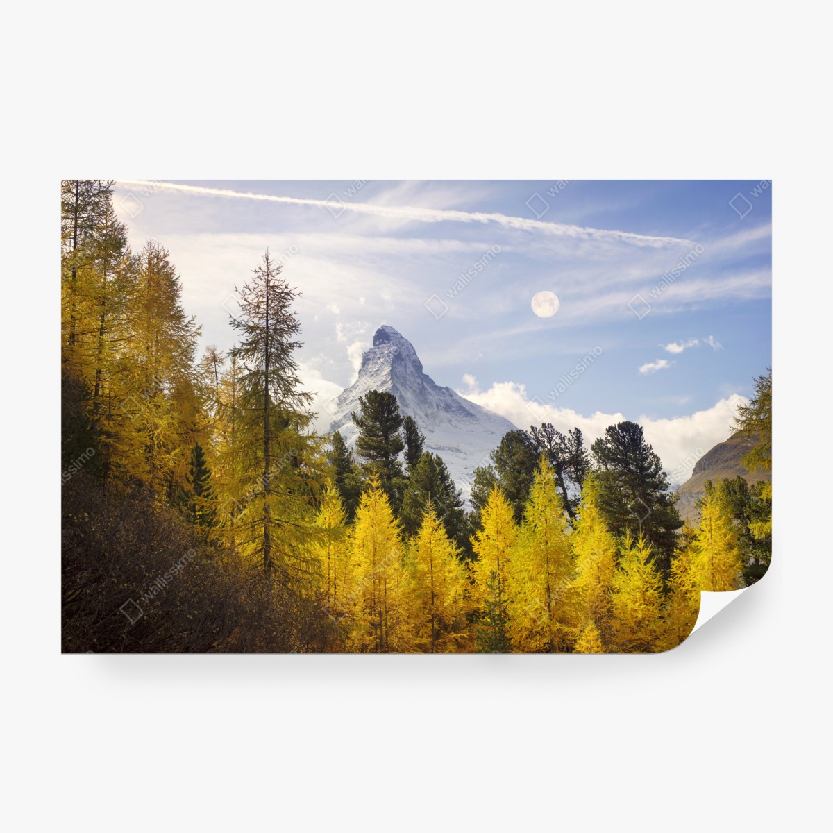 Fototapeta złote modrzewie i Matterhorn – Wallissimo® Fototapeta złote modrzewie i Matterhorn – Wallissimo®