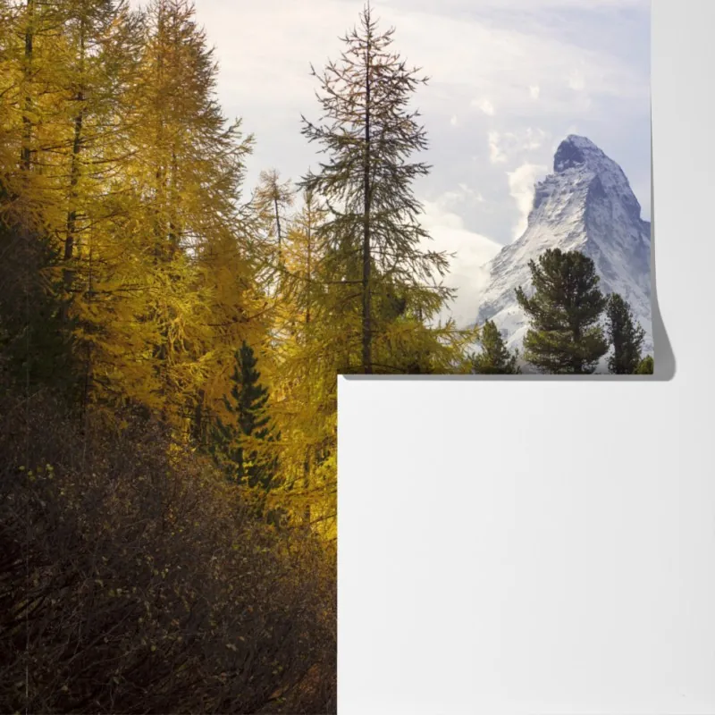 Fototapeta złote modrzewie i Matterhorn – Wallissimo® Fototapeta złote modrzewie i Matterhorn – Wallissimo®