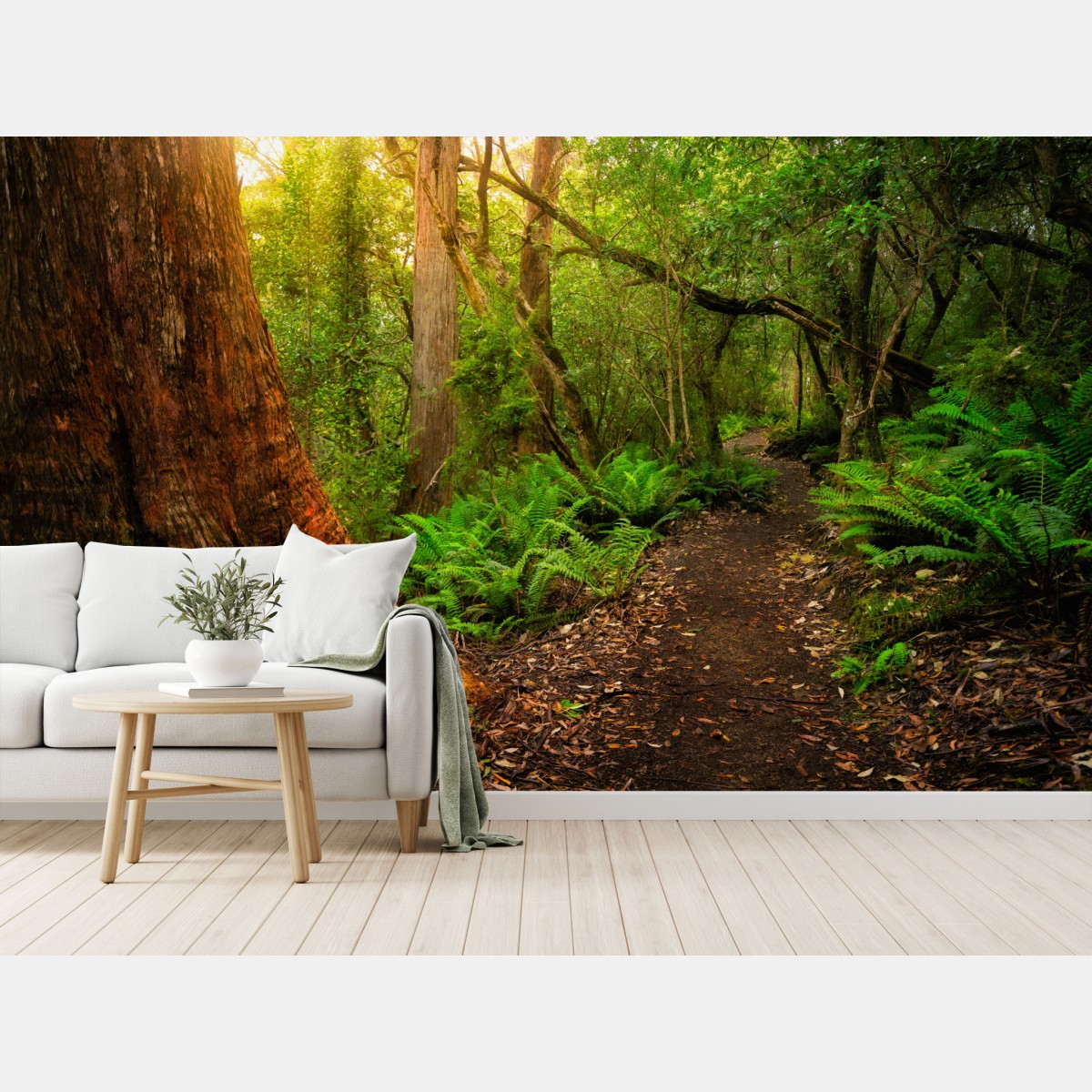 Wall mural ancient rainforest path in Tasmania