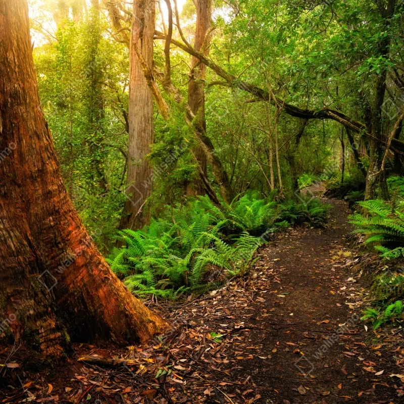 Fototapeta starożytny las deszczowy w Tasmanii – Wallissimo® Fototapeta starożytny las deszczowy w Tasmanii – Wallissimo®