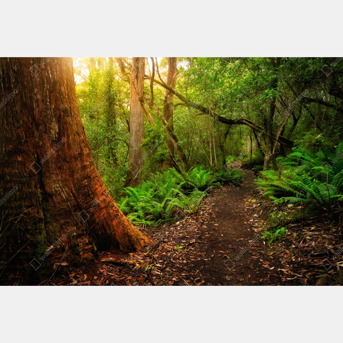 Fototapeta starożytny las deszczowy w Tasmanii – Wallissimo® Fototapeta starożytny las deszczowy w Tasmanii – Wallissimo®