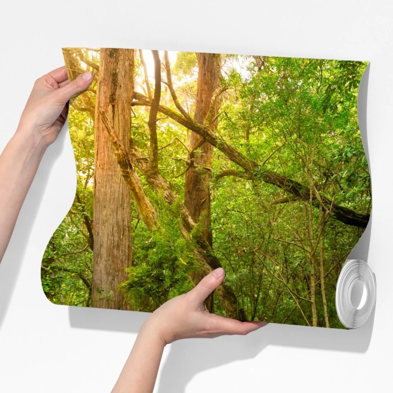 Fototapeta starożytny las deszczowy w Tasmanii – Wallissimo® Fototapeta starożytny las deszczowy w Tasmanii – Wallissimo®