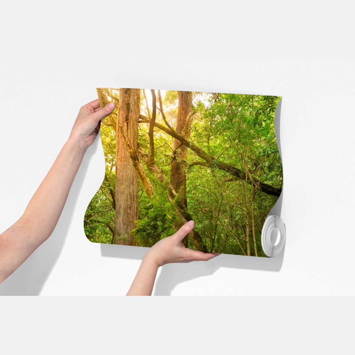 Fototapeta starożytny las deszczowy w Tasmanii – Wallissimo® Fototapeta starożytny las deszczowy w Tasmanii – Wallissimo®