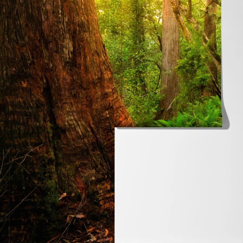 Fototapeta starożytny las deszczowy w Tasmanii – Wallissimo® Fototapeta starożytny las deszczowy w Tasmanii – Wallissimo®