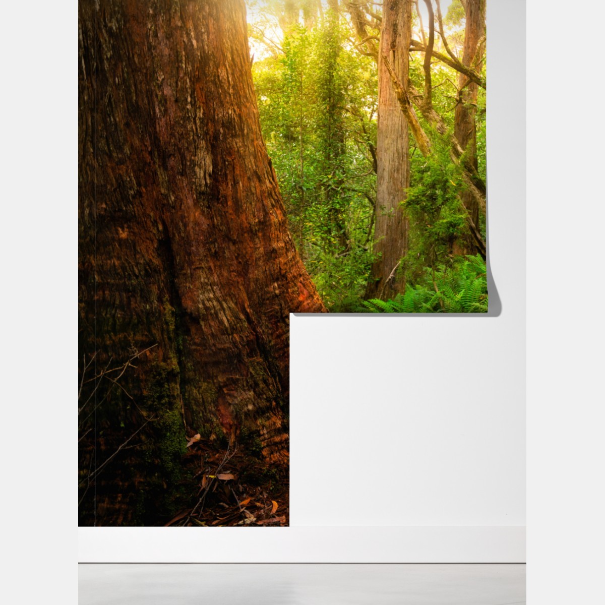 Fototapeta starożytny las deszczowy w Tasmanii – Wallissimo® Fototapeta starożytny las deszczowy w Tasmanii – Wallissimo®