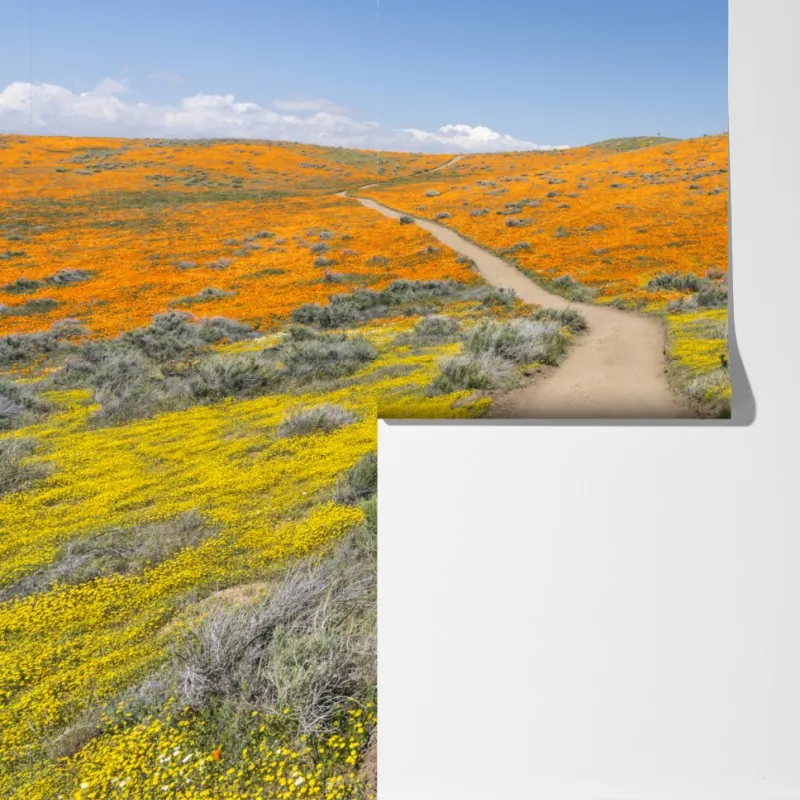 Fototapeta ścieżka przez makowy super bloom w Południowej Kalifornii – Wallissimo® Fototapeta ścieżka przez makowy super bloom w Południowej Kalifornii – Wallissimo®