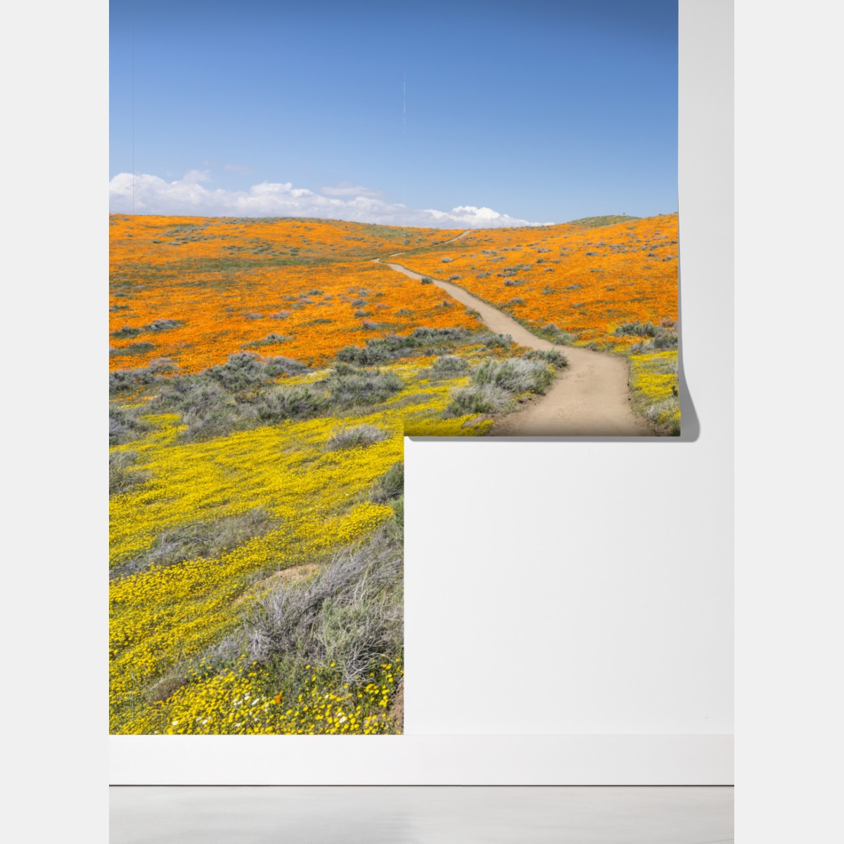 Fototapeta ścieżka przez makowy super bloom w Południowej Kalifornii – Wallissimo® Fototapeta ścieżka przez makowy super bloom w Południowej Kalifornii – Wallissimo®