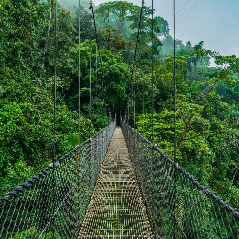Fototapeta wiszący most w bujnej dżungli – Wallissimo® Fototapeta wiszący most w bujnej dżungli – Wallissimo®