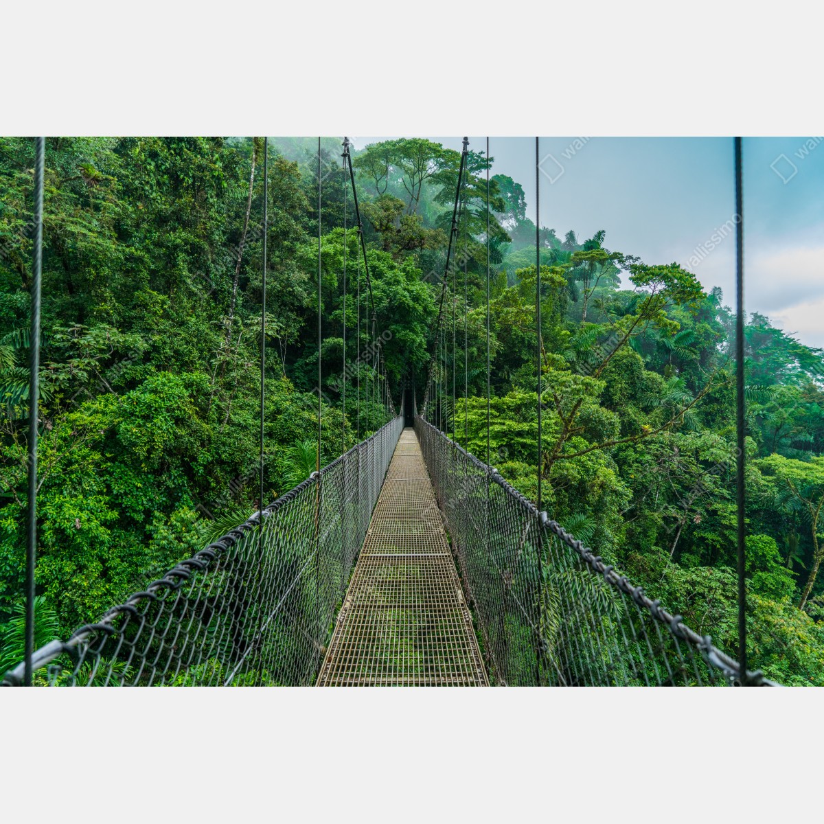 Fototapeta wiszący most w bujnej dżungli – Wallissimo® Fototapeta wiszący most w bujnej dżungli – Wallissimo®