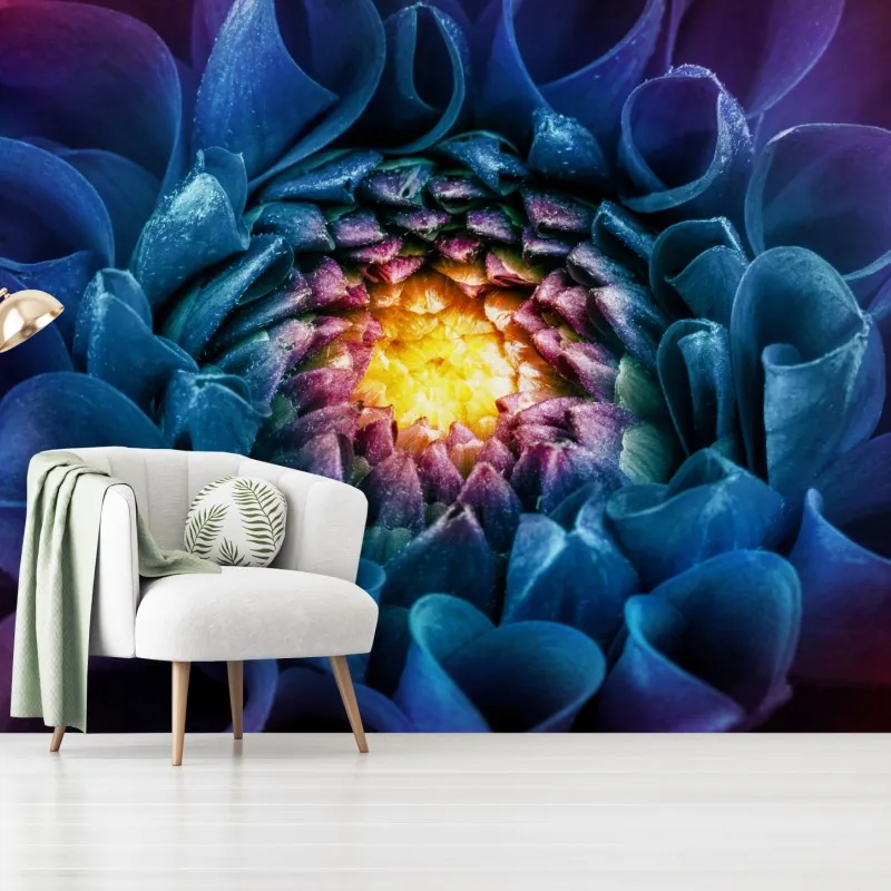 Fototapeta intensywna niebieska chryzantema z bliska – Wallissimo® Fototapeta intensywna niebieska chryzantema z bliska – Wallissimo®