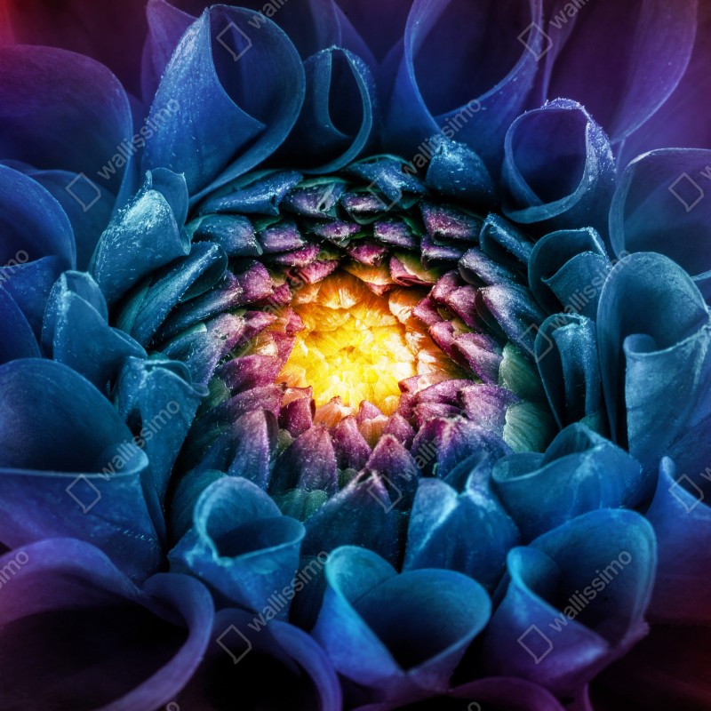 Fototapeta intensywna niebieska chryzantema z bliska – Wallissimo® Fototapeta intensywna niebieska chryzantema z bliska – Wallissimo®