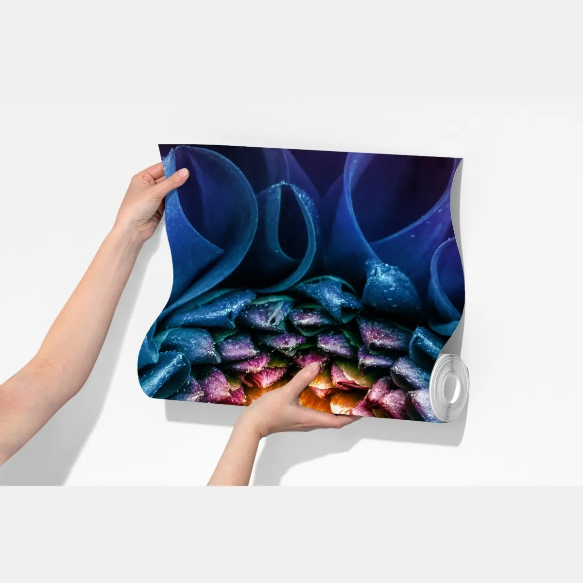 Fototapeta intensywna niebieska chryzantema z bliska – Wallissimo® Fototapeta intensywna niebieska chryzantema z bliska – Wallissimo®