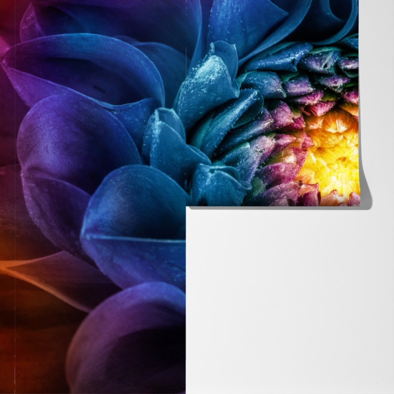 Fototapeta intensywna niebieska chryzantema z bliska – Wallissimo® Fototapeta intensywna niebieska chryzantema z bliska – Wallissimo®