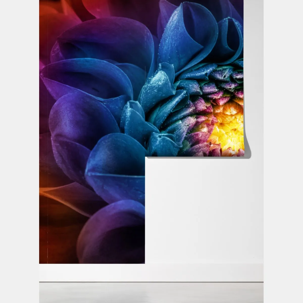 Fototapeta intensywna niebieska chryzantema z bliska – Wallissimo® Fototapeta intensywna niebieska chryzantema z bliska – Wallissimo®