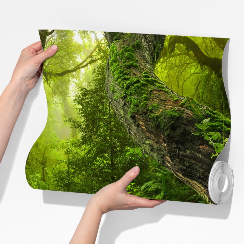 Fototapeta mchy i strumień w porannym świetle – Wallissimo® Fototapeta mchy i strumień w porannym świetle – Wallissimo®