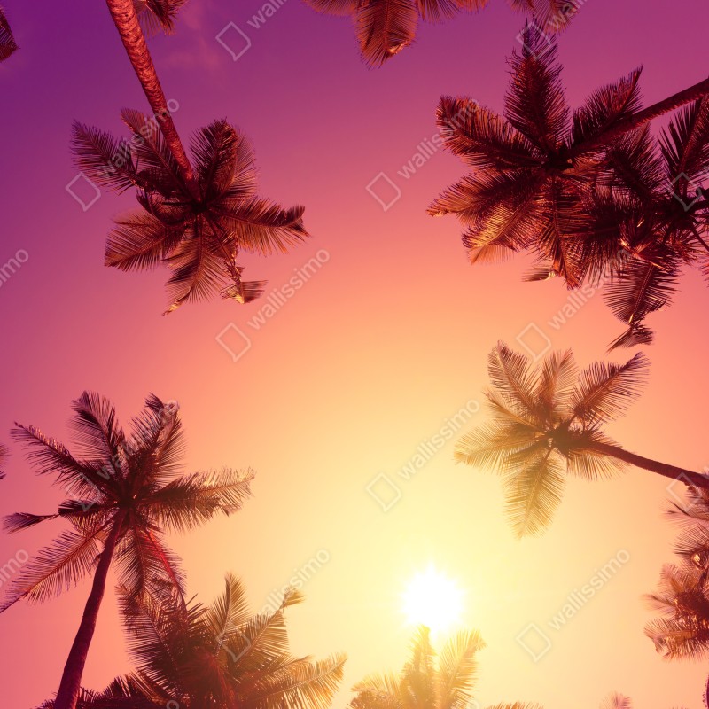 Fototapeta tropikalny zachód słońca z sylwetkami palm – Wallissimo® Fototapeta tropikalny zachód słońca z sylwetkami palm – Wallissimo®