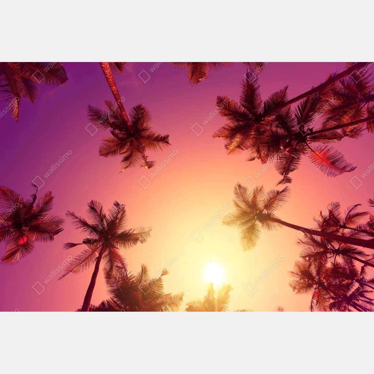 Fototapeta tropikalny zachód słońca z sylwetkami palm – Wallissimo® Fototapeta tropikalny zachód słońca z sylwetkami palm – Wallissimo®