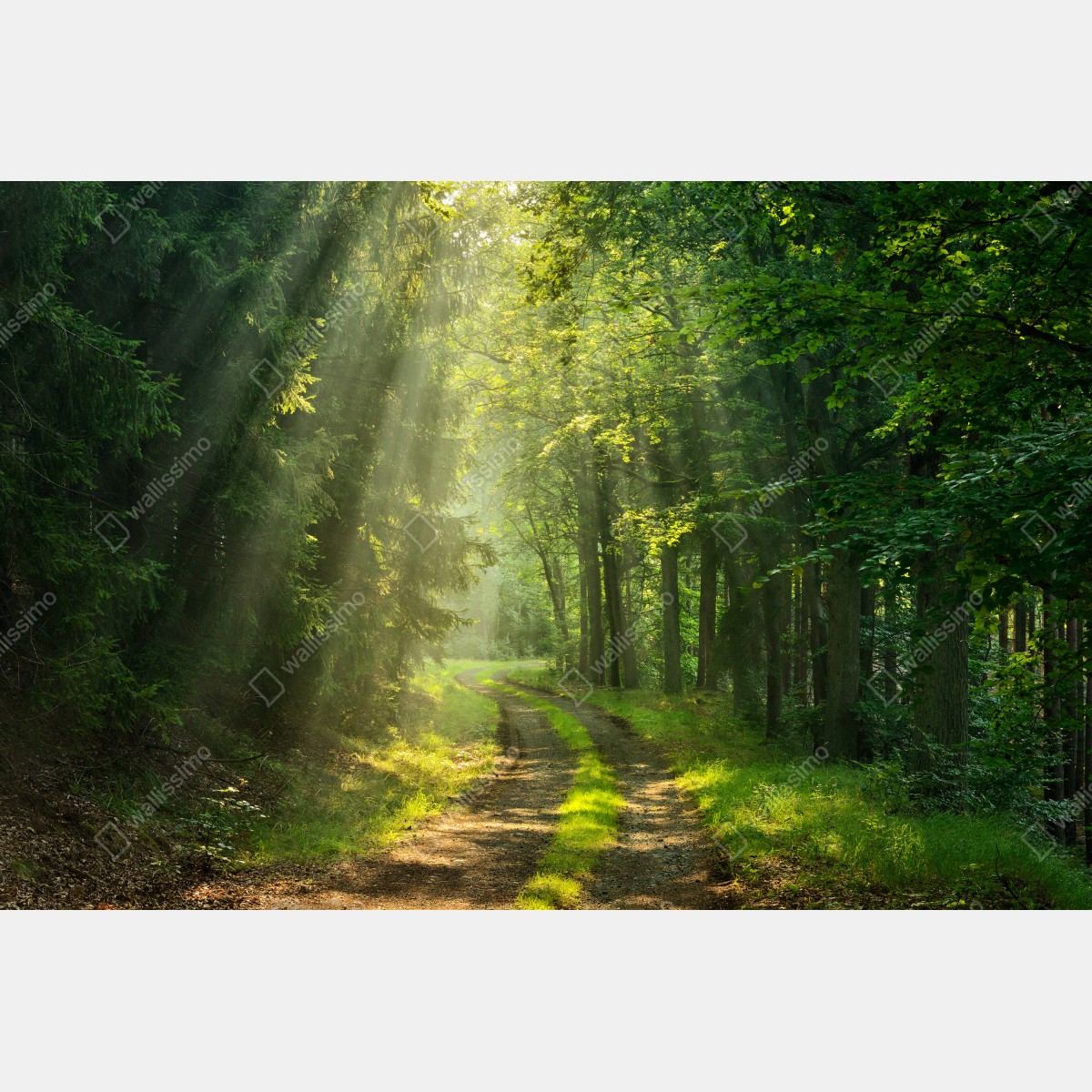 Fototapeta słoneczna ścieżka w lesie – Wallissimo® Fototapeta słoneczna ścieżka w lesie – Wallissimo®