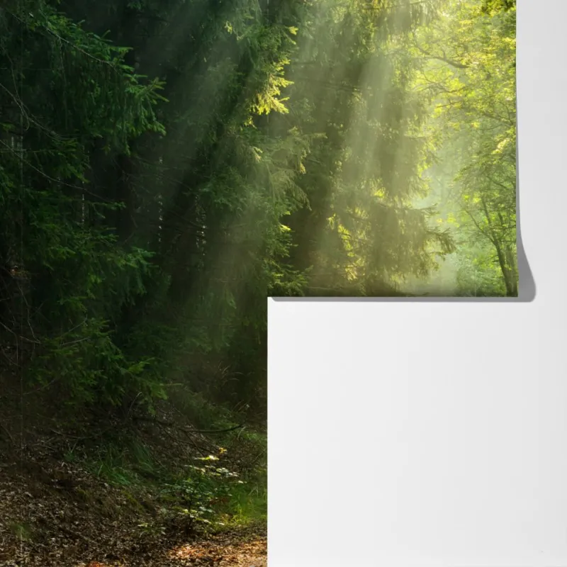 Fototapeta słoneczna ścieżka w lesie – Wallissimo® Fototapeta słoneczna ścieżka w lesie – Wallissimo®